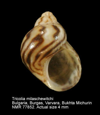 Tricolia milaschewitchi.jpg - Tricolia milaschewitchi Anistratenko & Starobogatov,1991